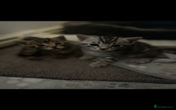 Bengal cats for sale: One Bengal male Remaining - Advert 6