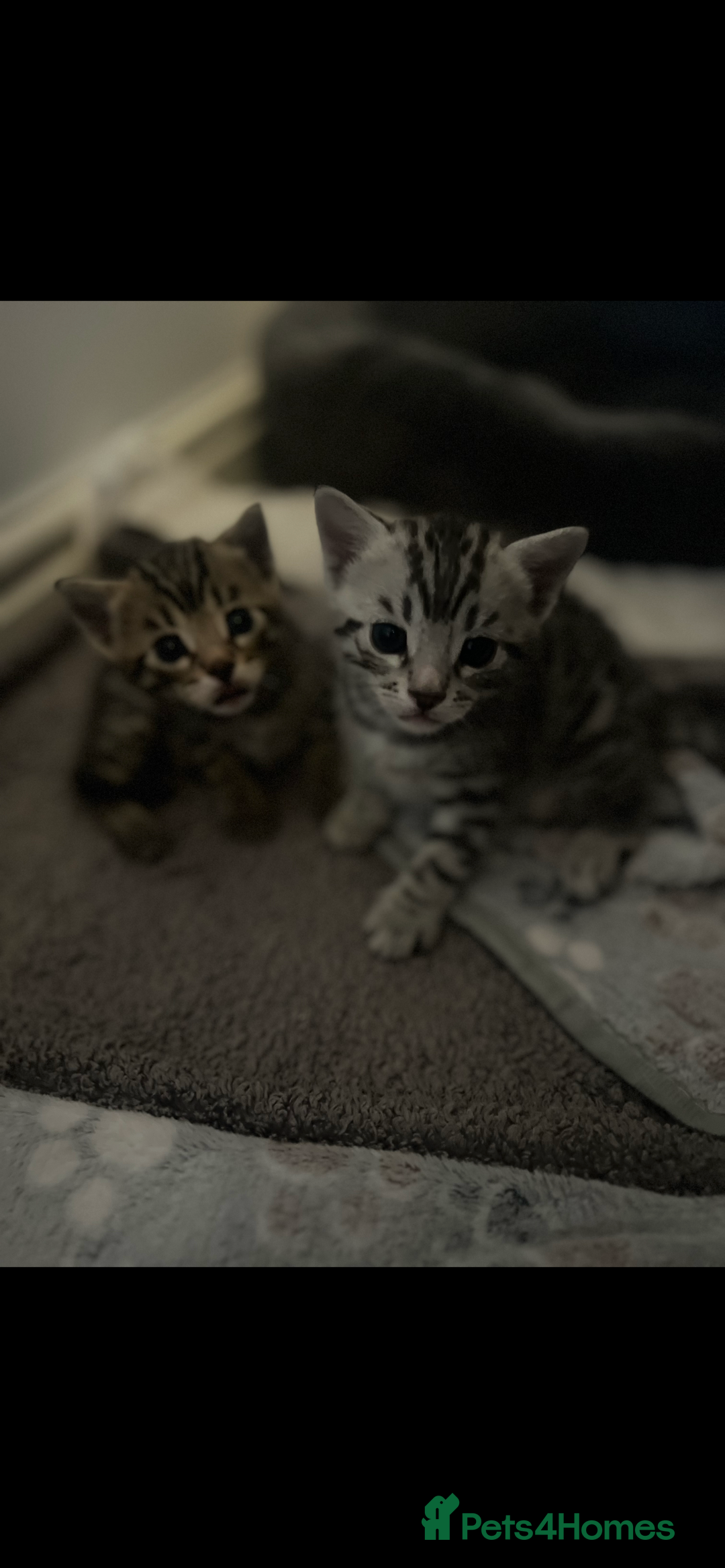 Bengal cats for sale: One Bengal male Remaining - Advert 6