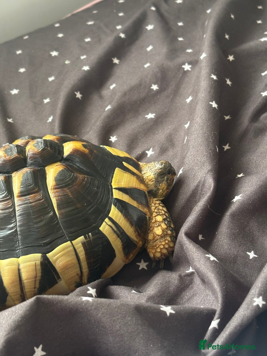 Hermann Tortoise reptiles for sale: Hermann tortoise  - Advert 6