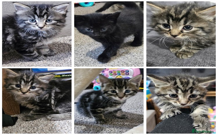 Maine Coon cats - Advert 16