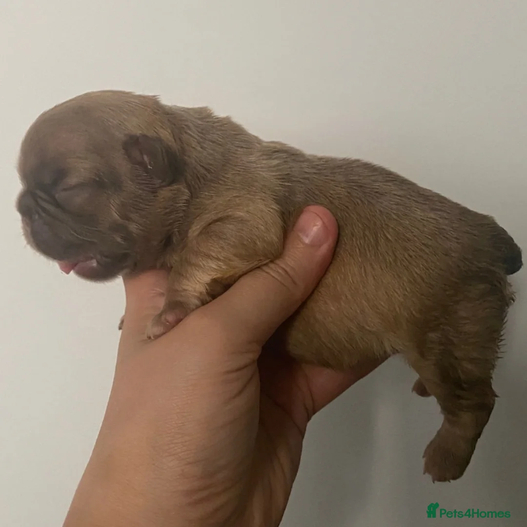 French Bulldog dogs for stud: New shade fluffy merle  in Sheffield - Image 22