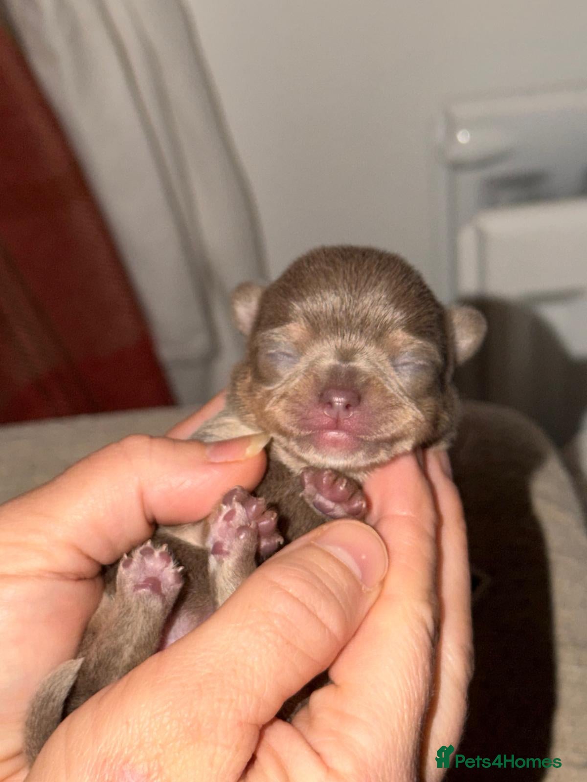 Chihuahua dogs Rare blue lilac miniature chihuahua  - Advert 3