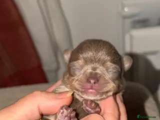 Chihuahua dogs Rare blue lilac miniature chihuahua - Advert 5