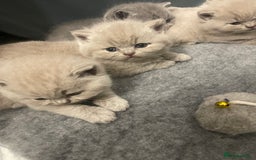 British Shorthair cats for sale: British shorthair kittens for sale  - Image 6