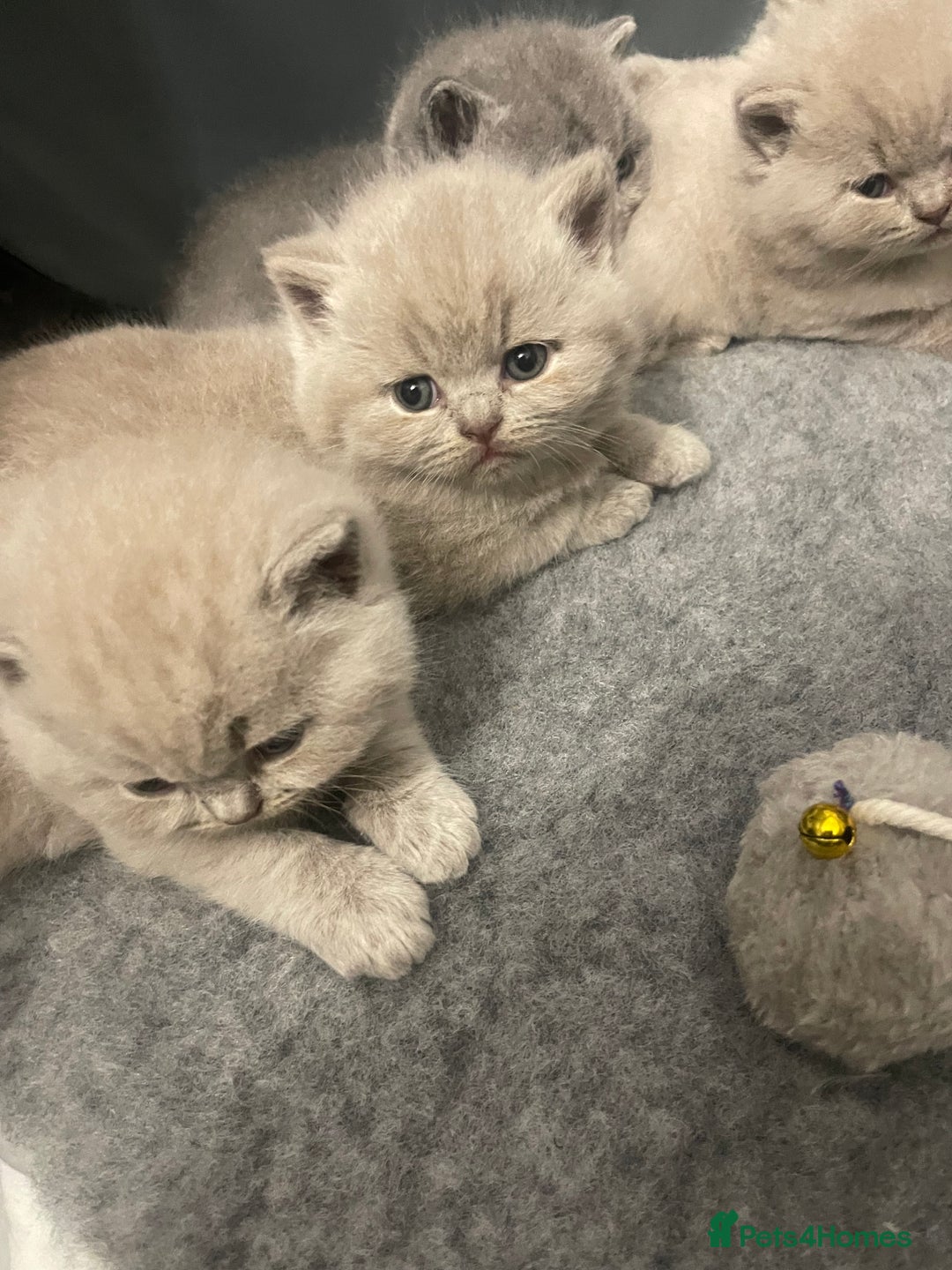 British Shorthair cats for sale: British shorthair kittens for sale  - Image 6