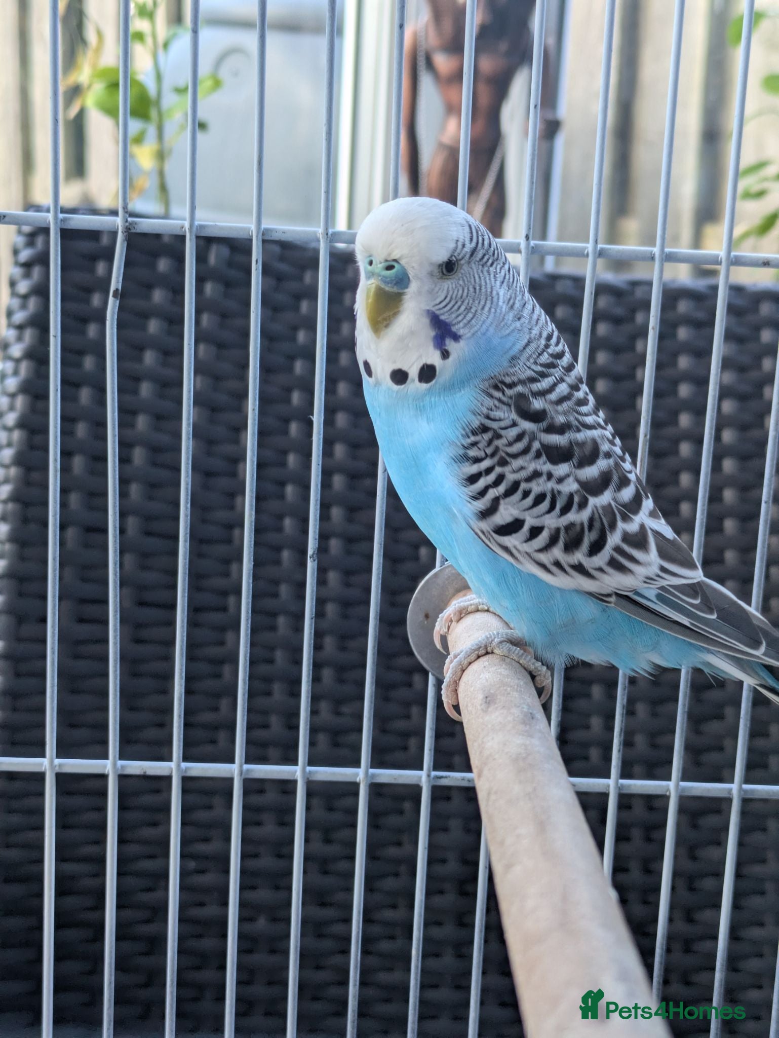 Budgerigars birds Bright blue budgerigar  - Advert 1