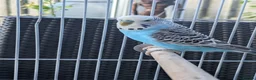 Budgerigars birds for sale: Bright blue budgerigar  in Accrington - Advert 1
