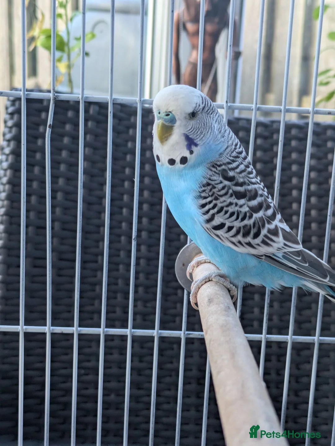 Budgerigars birds for sale: Bright blue budgerigar  in Accrington - Advert 1