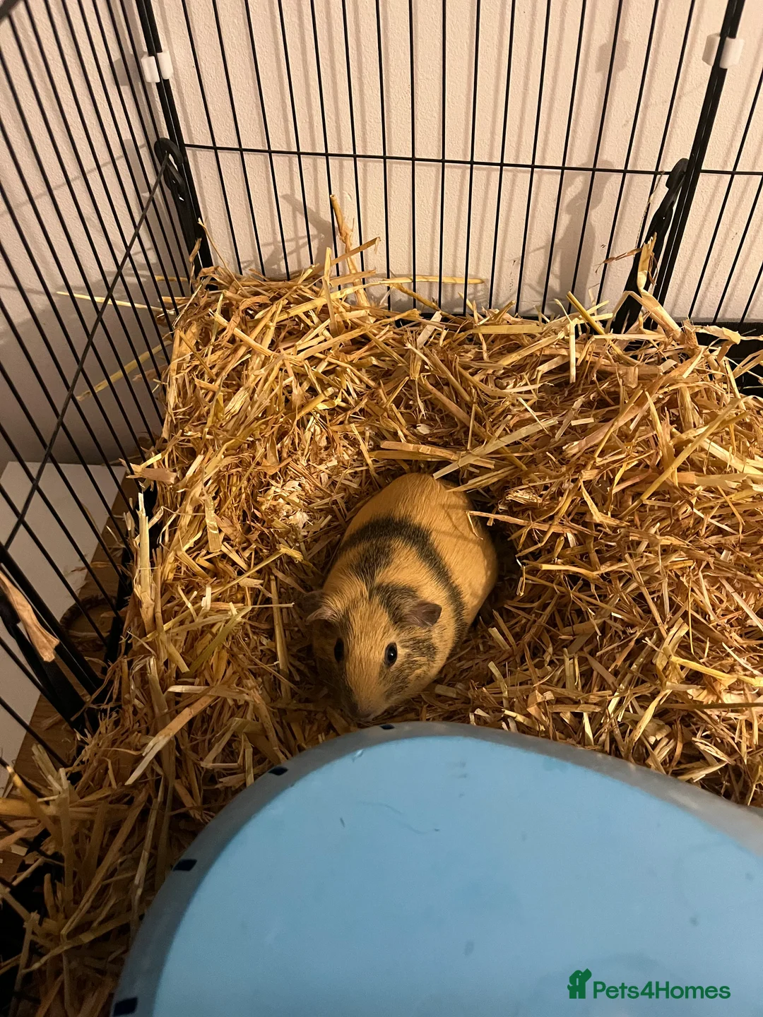 Guinea Pig rodents for sale: Female guinea pig  - Advert 2