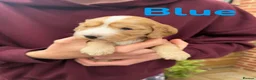 Cockapoo dogs for sale: F1B Cockapoo’s  - Advert 17