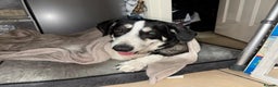 Mixed Breed dogs for adoption: Sandy - His Fosterer Has Sadly Passed Away - Advert 3