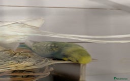 Budgerigars birds for sale: Mixed budgies nice colours  - Image 4