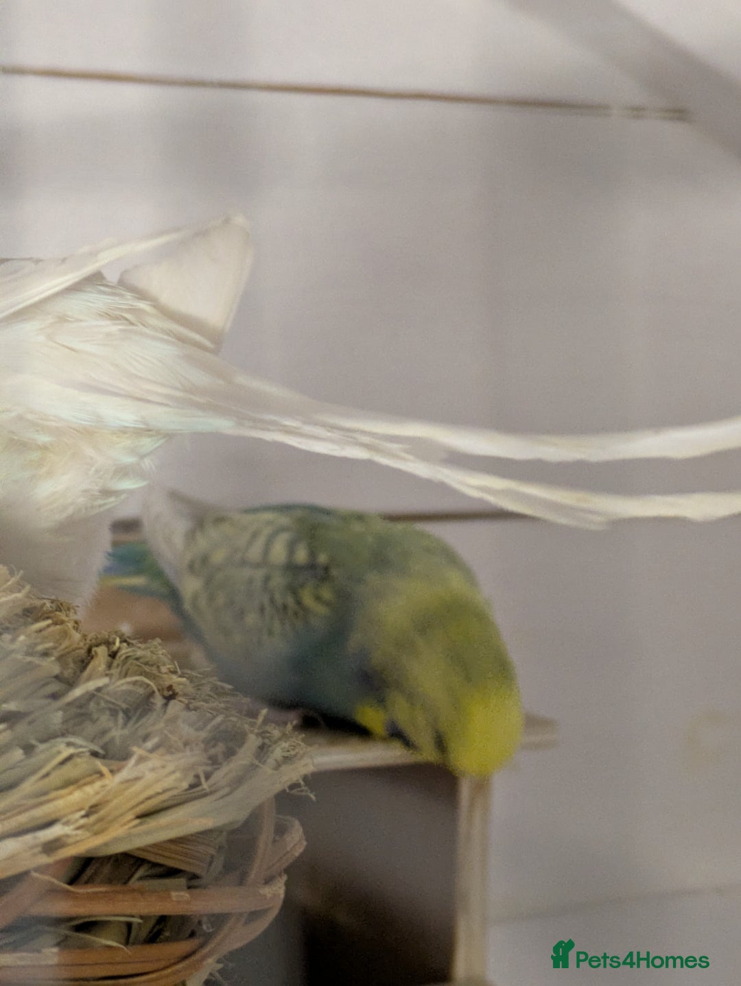 Budgerigars birds for sale: Mixed budgies nice colours  - Image 4