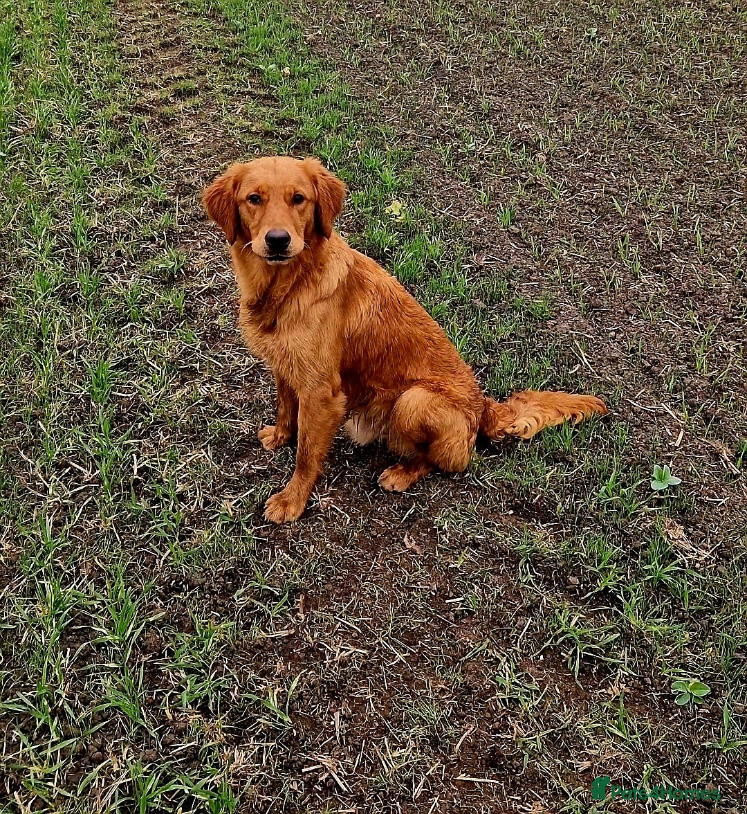 Golden Retriever dogs EXCEPTIONAL HEALTH 0.7% COI - Advert 11