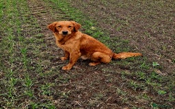 Golden Retriever dogs for stud: EXCEPTIONAL HEALTH 0.7% COI - Advert 1