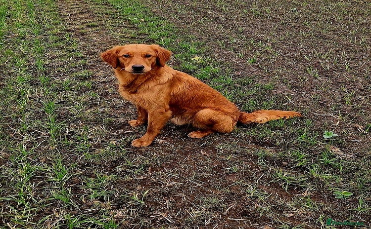 Golden Retriever dogs EXCEPTIONAL HEALTH 0.7% COI - Advert 1