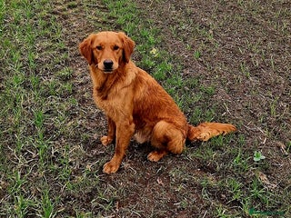 Golden Retriever dogs EXCEPTIONAL HEALTH 0.7% COI - Advert 1