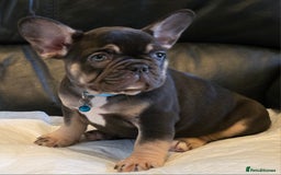 French Bulldog dogs for sale: TOP QUALITY KC REG FRENCHIES AVAILABLE  - Image 24