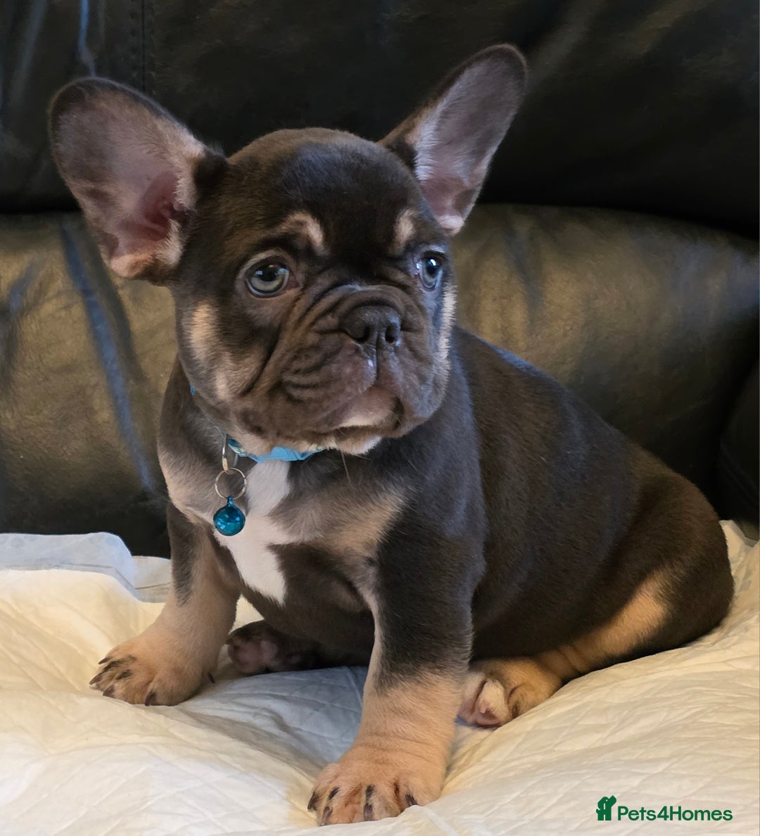 French Bulldog dogs for sale: TOP QUALITY KC REG FRENCHIES AVAILABLE  - Image 24