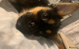 Mixed Breed dogs for sale: Juno  - Image 5