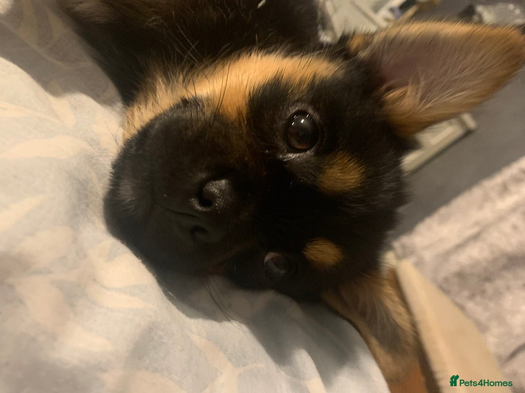 Mixed Breed dogs for sale: Juno  - Image 5