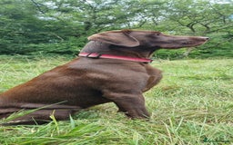 Labrador Retriever dogs for sale: Bundle of Chocolate Joy- Labrador Retrive Puppies - Image 15
