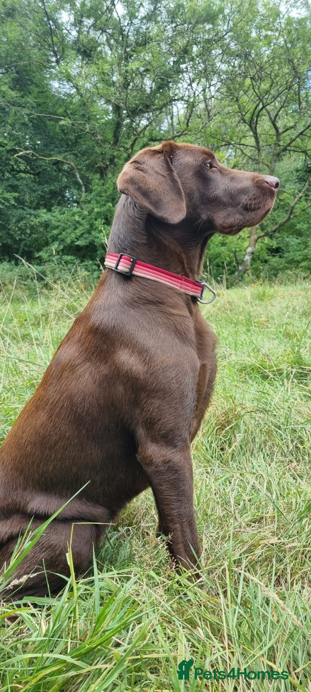 Labrador Retriever dogs for sale: Bundle of Chocolate Joy- Labrador Retrive Puppies - Image 15