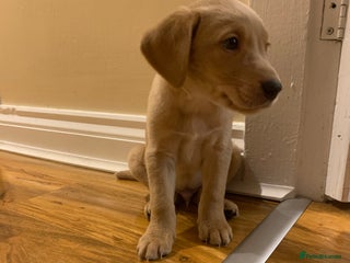 Labrador Retriever dogs KC registered Labrador puppies for loving homes - Advert 15