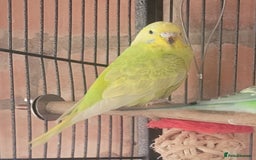 Budgerigars birds for sale: Baby Budgies  - Image 8