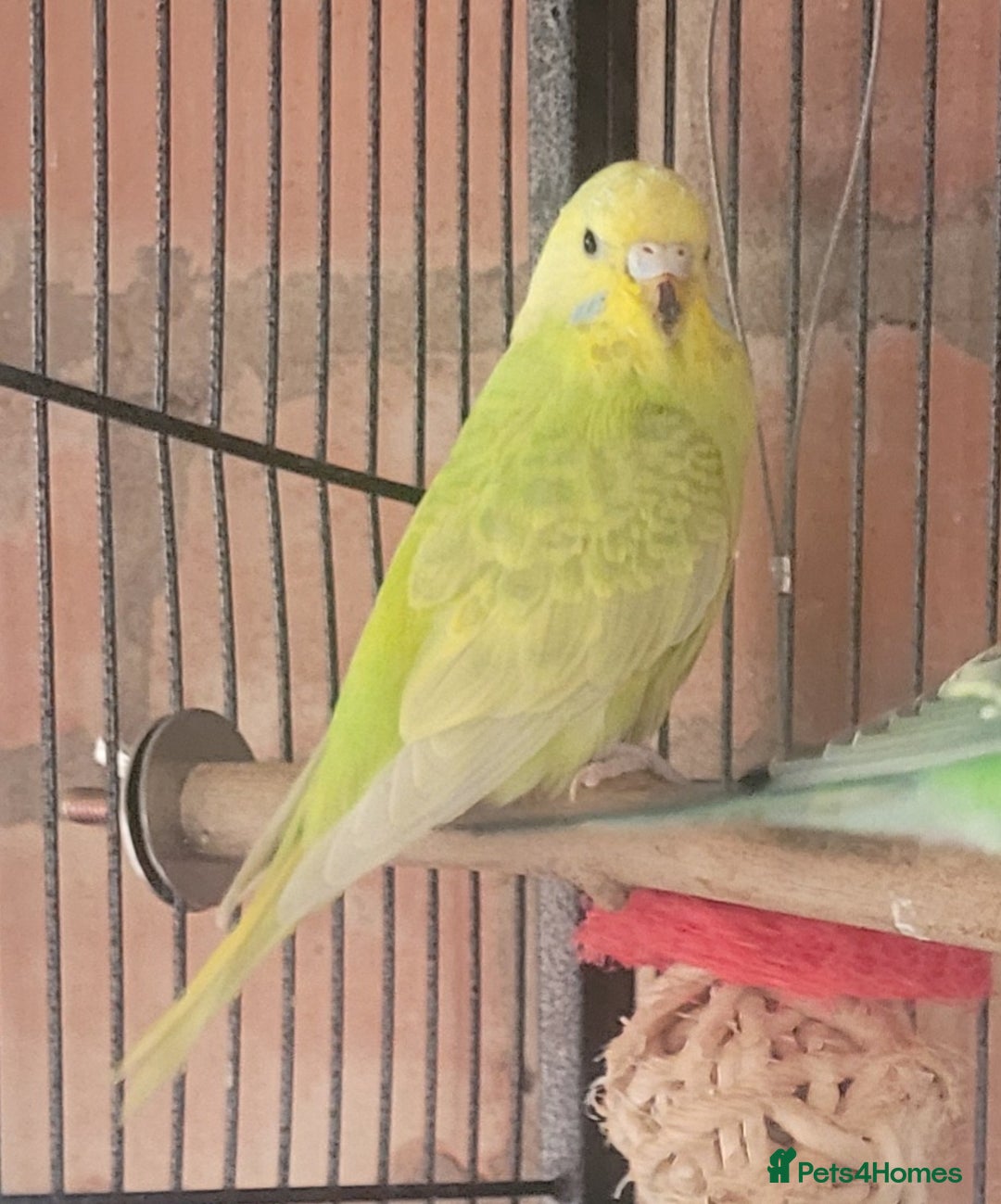 Budgerigars birds for sale: Baby Budgies  - Image 8