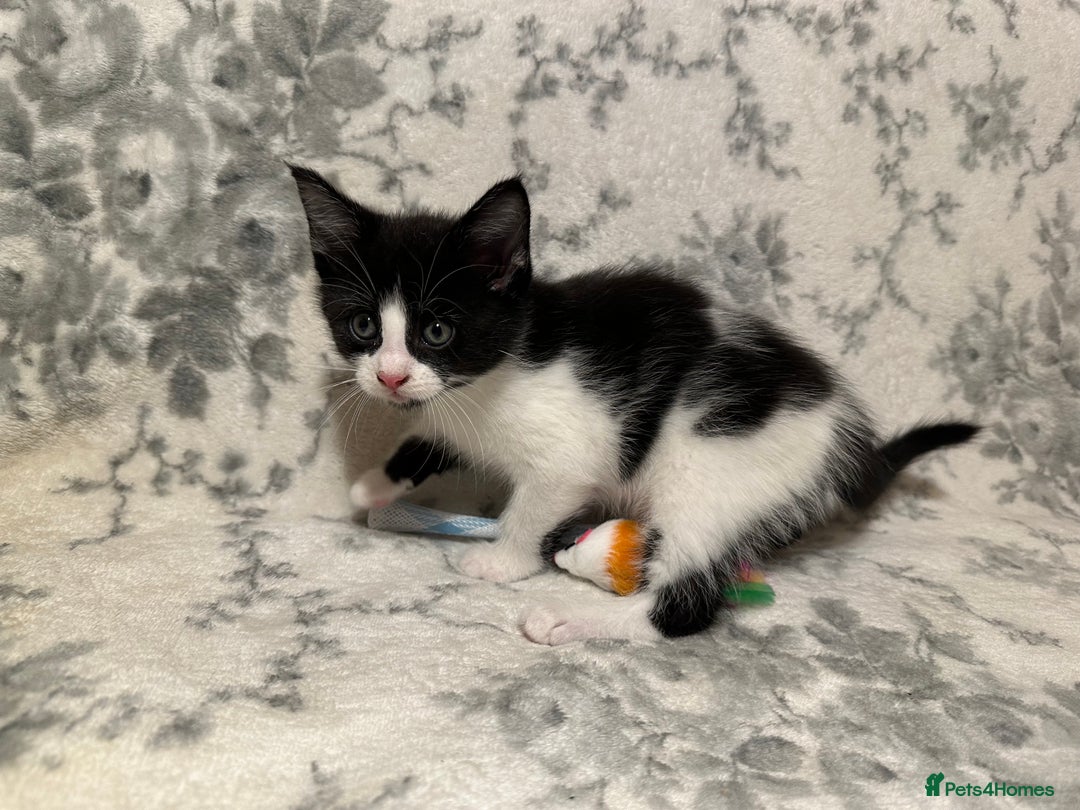 Maine Coon cats for sale: Maine coon babies - Advert 13