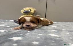 Cavalier King Charles Spaniel dogs for sale: Ready to go 🐶 Cavalier King Charles Spaniels - Image 10