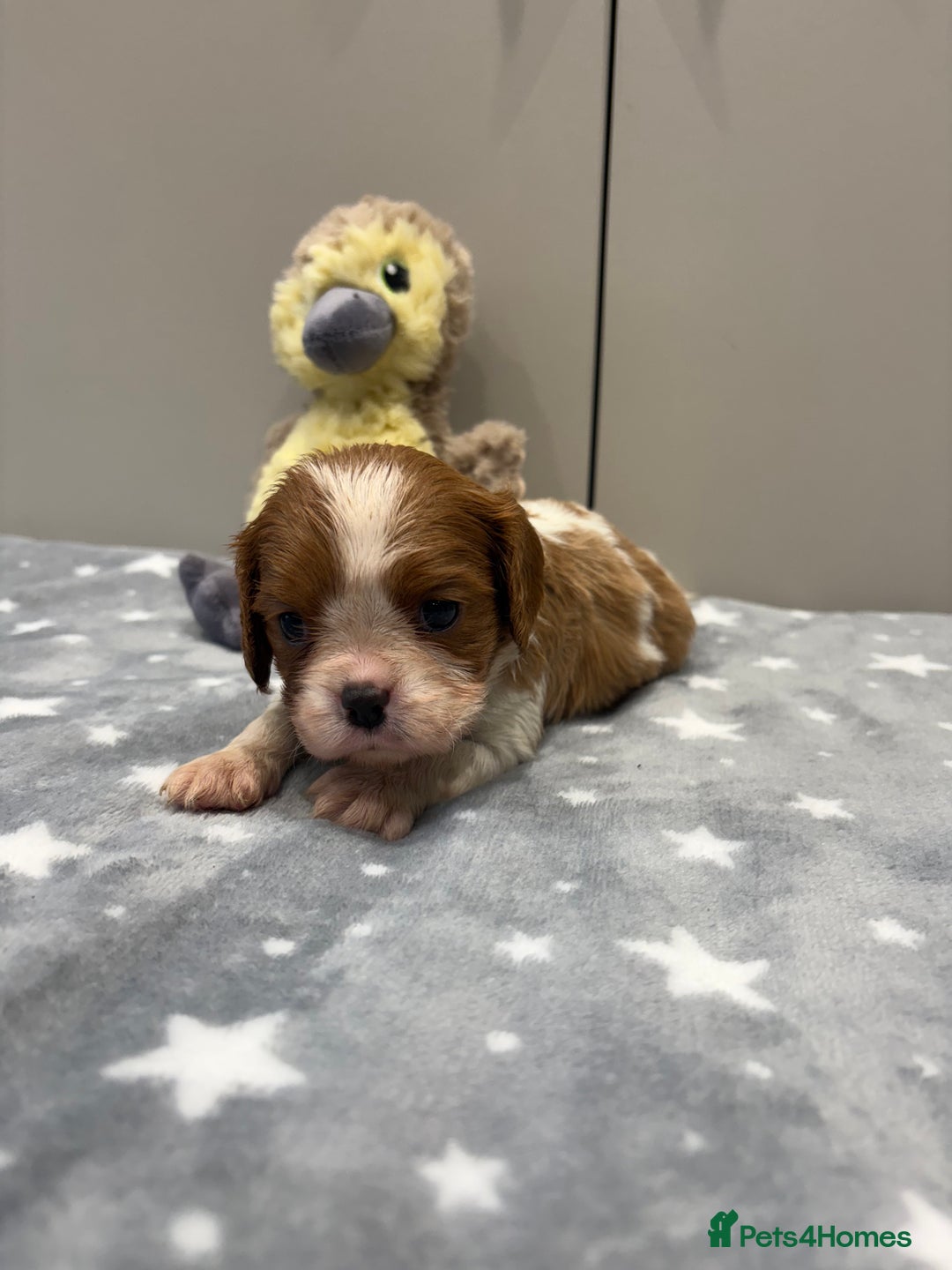 Cavalier King Charles Spaniel dogs for sale: Ready to go 🐶 Cavalier King Charles Spaniels - Image 10