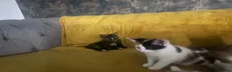 Mixed Breed cats for sale: GORGEOUS KITTENS  - Advert 12