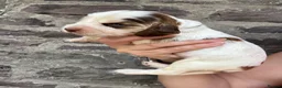 Cocker Spaniel dogs for sale: KC reg Show-type Chocolate & Choc Sable puppies in Brecon - Advert 18