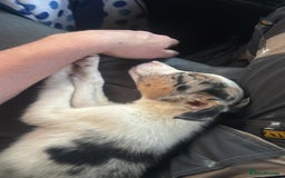 Border Collie dogs for sale: Beautiful collie - Image 4