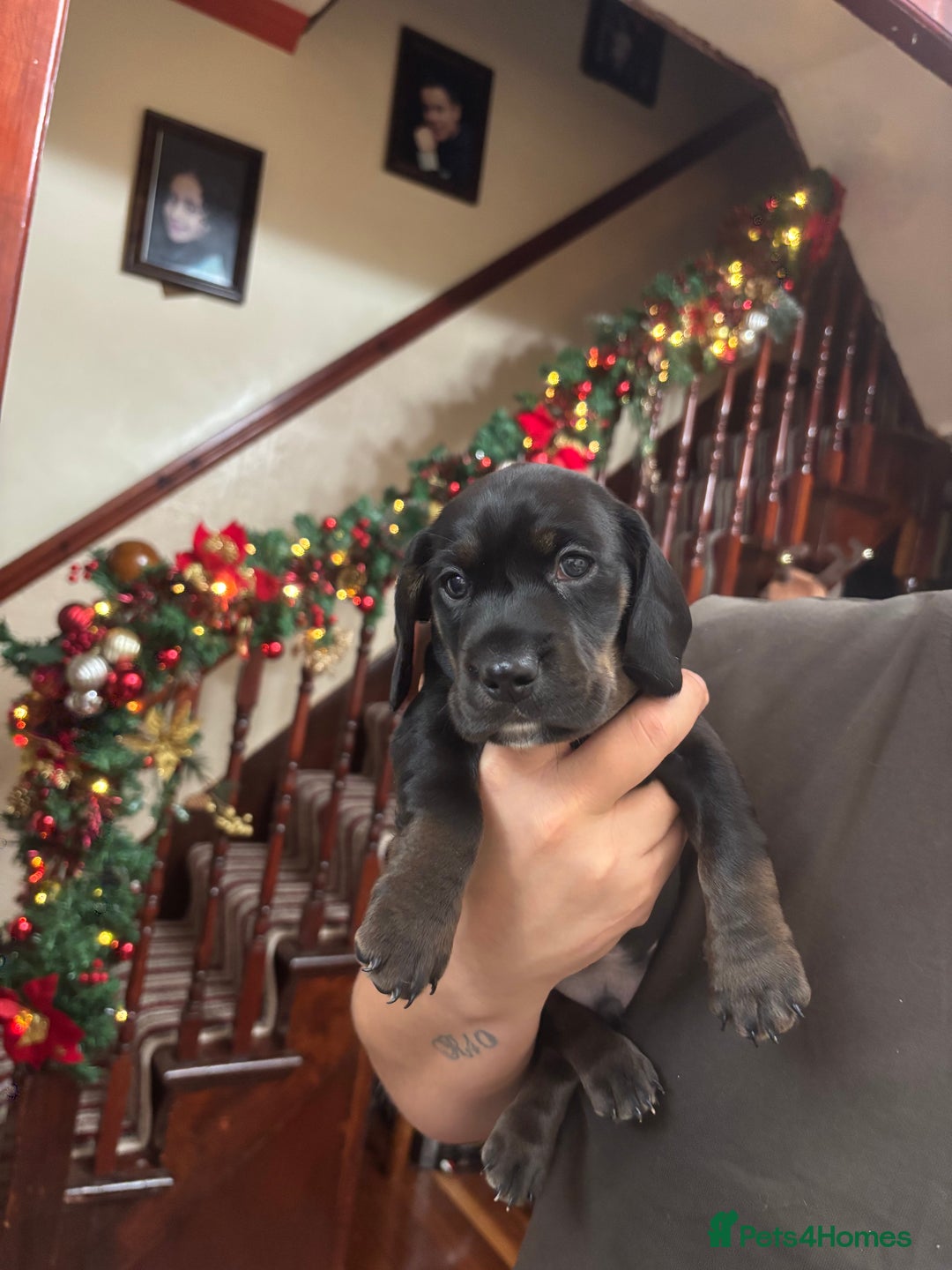 Mixed Breed dogs for sale: Miniature dachshunds puppies - Advert 12