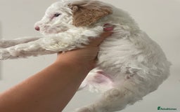 Australian Labradoodle dogs for sale: Australian Labradoodle Puppies – Ready Now🐶 - Image 27