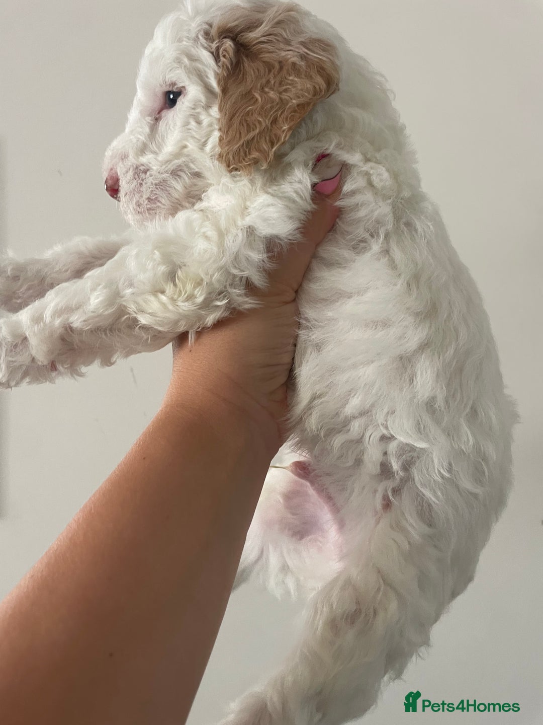 Australian Labradoodle dogs for sale: Australian Labradoodle Puppies – Ready Now🐶 - Image 27