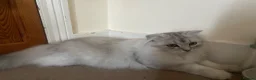 Scottish Fold cats for sale: Scottish Fold and straight  - Advert 13