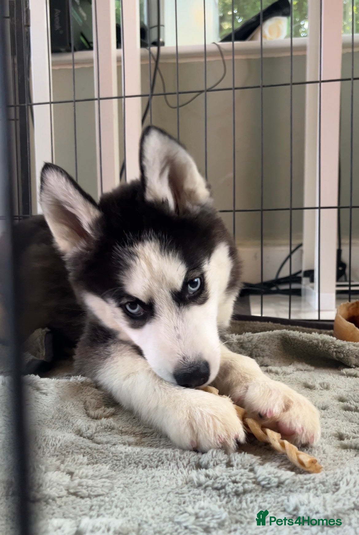 Siberian Husky dogs Stunning husky puppies  - Advert 2