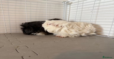 Guinea Pig rodents - Advert 5