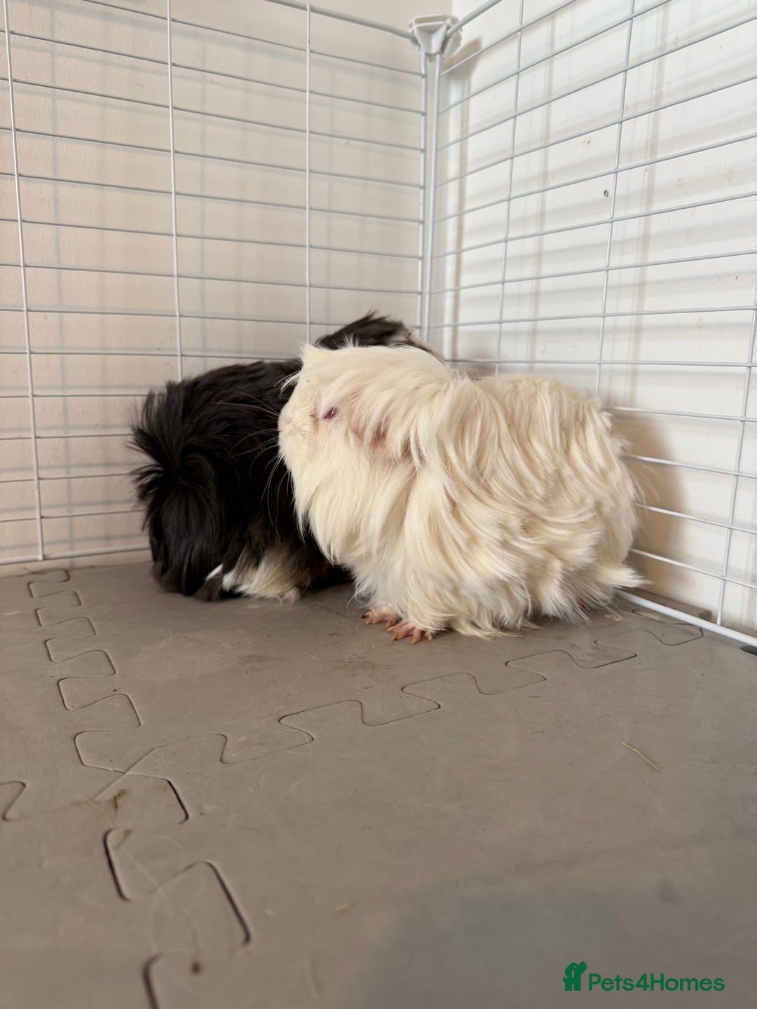 Guinea Pig rodents for sale: Guinea pigs x2 - Image 2