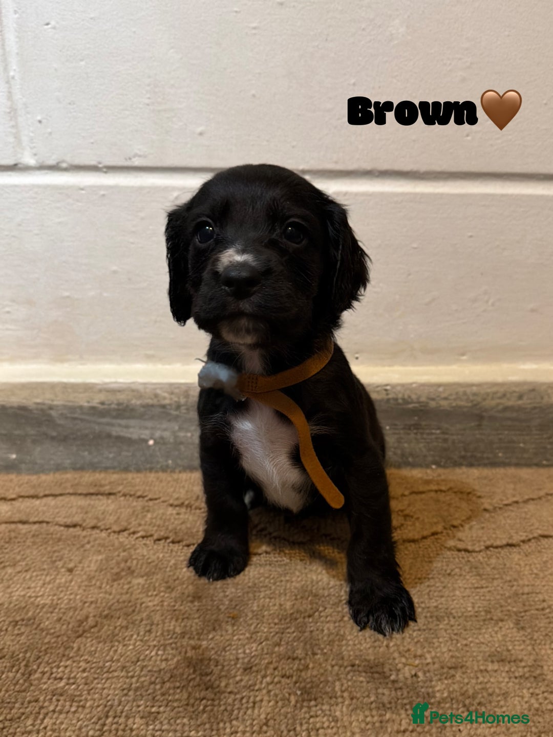 Cocker Spaniel dogs for sale: Beautiful cocker spaniel pups for sale! - Advert 7