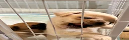Pug dogs for sale: Pugs  - Advert 8