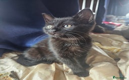 Mixed Breed cats for sale: Beautiful playful kittens  - Image 4