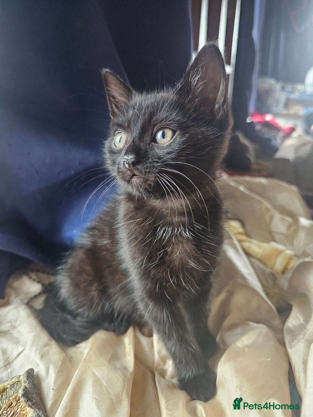 Mixed Breed cats for sale: Beautiful playful kittens  - Image 4
