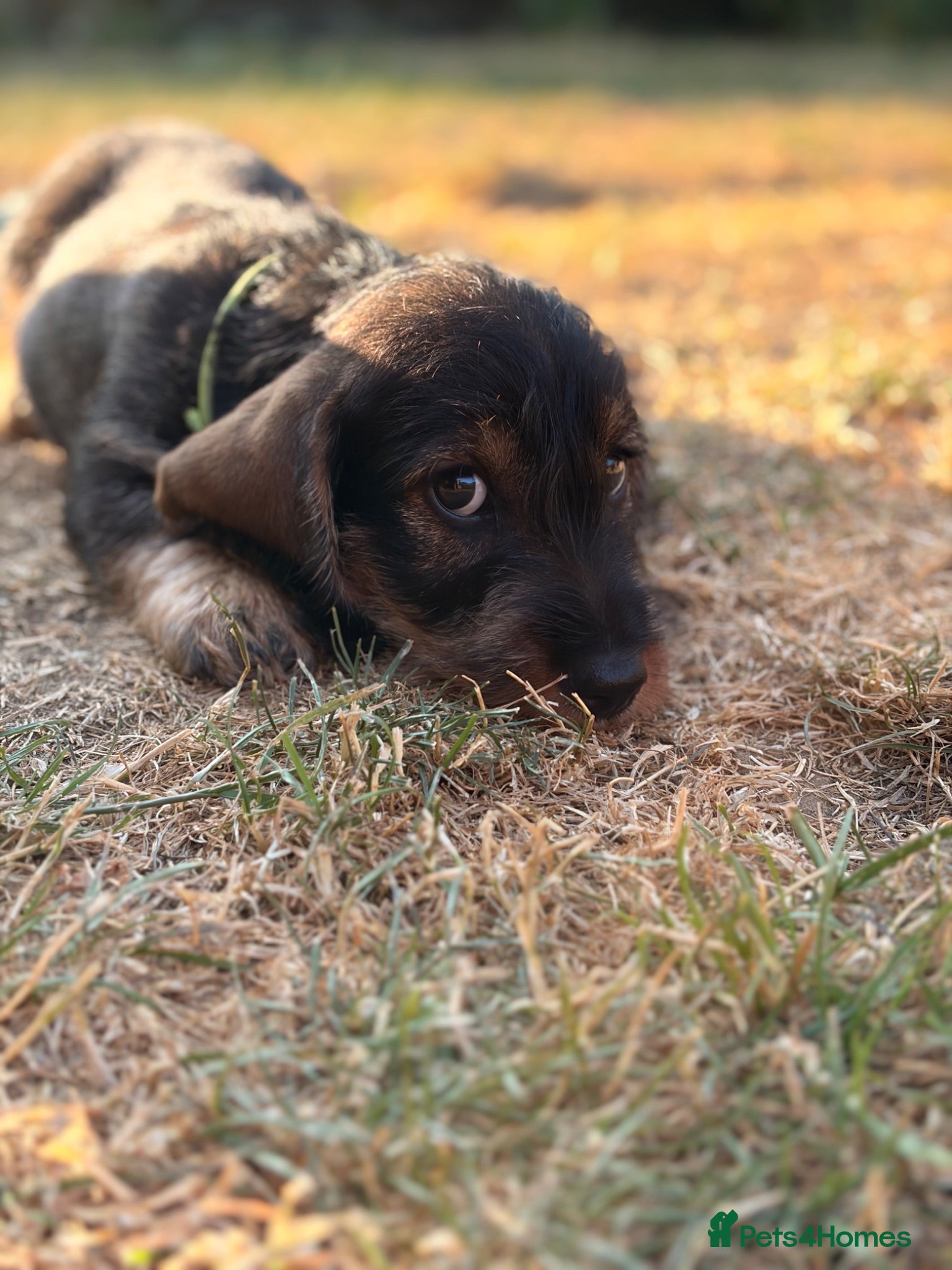 Dachshund dogs Standard Wirehaired Dachshund - Advert 6