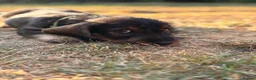 Dachshund dogs for sale: Standard Wirehaired Dachshund - Advert 1