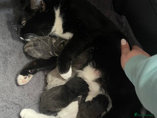 Mixed Breed cats Mixed British short haired kittens - Advert 3